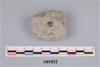 藏品(有孔蟲化石(牙蟲))的圖片